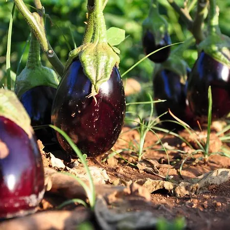 Terra Rossa Kır Evi *