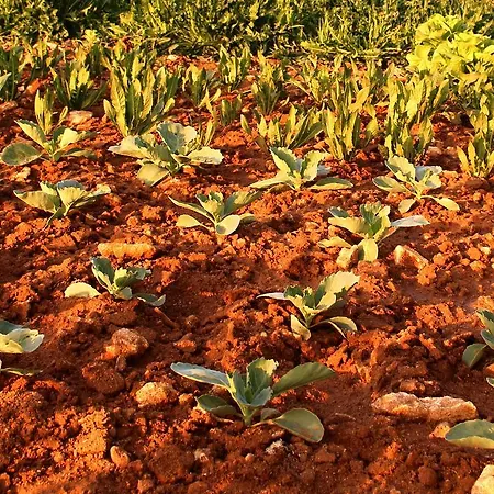 Terra Rossa *