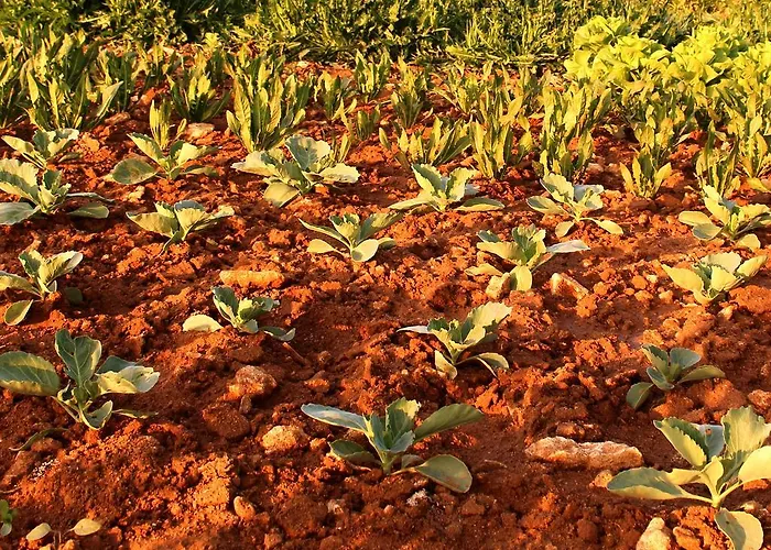 Terra Rossa *